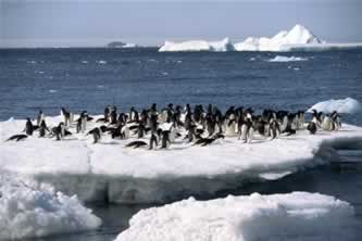 penguns on an ice floe, icebergs in the sea in the background