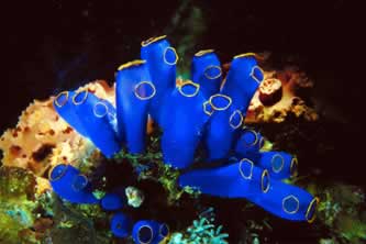 colorful underwater invertebrate