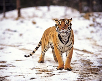 tiger, photos.com