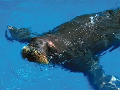 walrus, photos.com