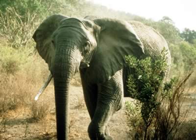 African elephant. Photos.com