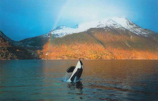 Keiko, the orca, leaping under a snow-and-forested mountain and a rainbow