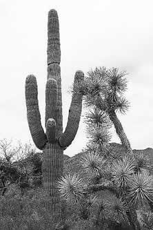 photo of a desert scene, a saguaro cactus at center, with a joshua tree in the right foreground