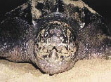 photo of a sea turtle, head on