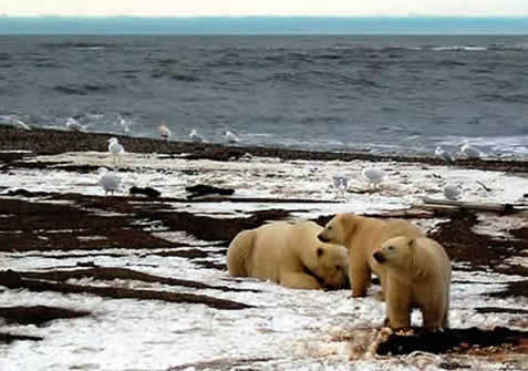 photo, polar bears on a beach with sparse ice in sight