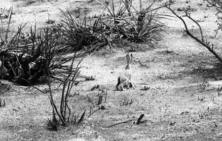 A black-tailed jackrabbit looks for food in the burned Mojave landscape. Photo Chris Clarke
