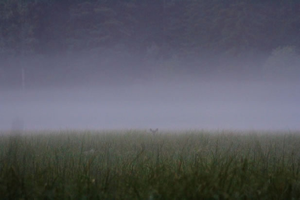 photo of a fog-gentled meadow, a shadowy forest and an animal looking toward the camera
