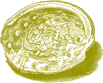 artwork depicting an abalone shell